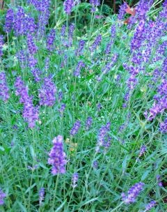 Lavendel 2
